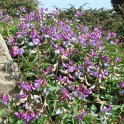 Lathyrus vernus fleur